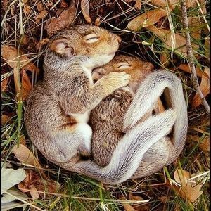 Meet your Posher, Haan